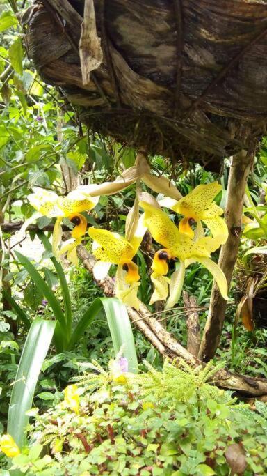 Casa Euphonia Monteverde Buitenkant foto